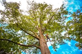 How Our Tree Care Process Works  in  Marion, OH