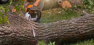 Best Tree Disease Treatment  in Marion, OH
