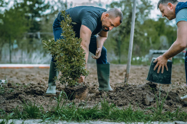 Best Lawn Maintenance Plans  in Marion, OH
