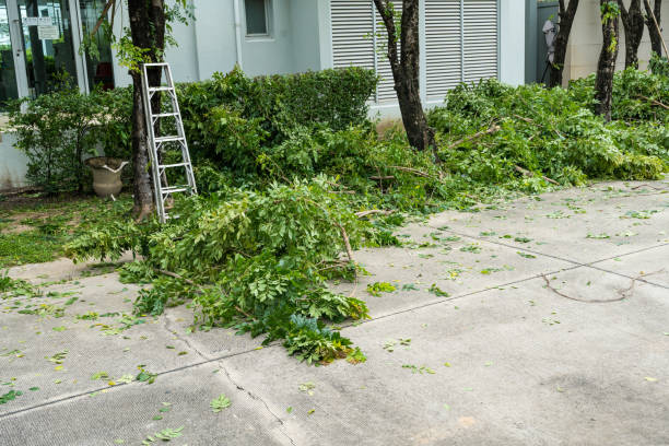 Best Tree Trimming and Pruning  in Marion, OH