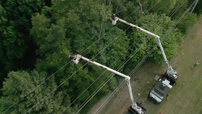 Best Utility Line Clearance  in Marion, OH
