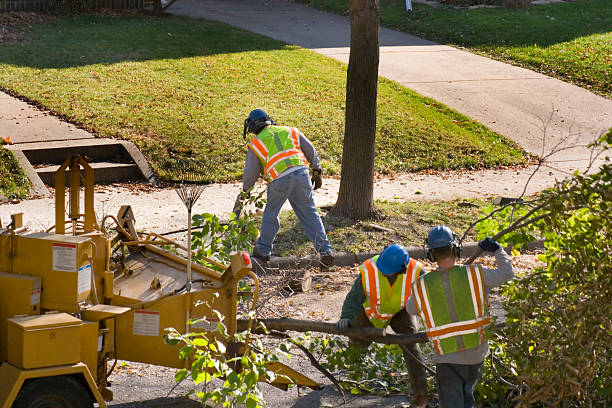 Professional Tree Services in Marion, OH