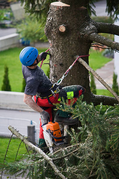 Best Lawn Pest Prevention  in Marion, OH