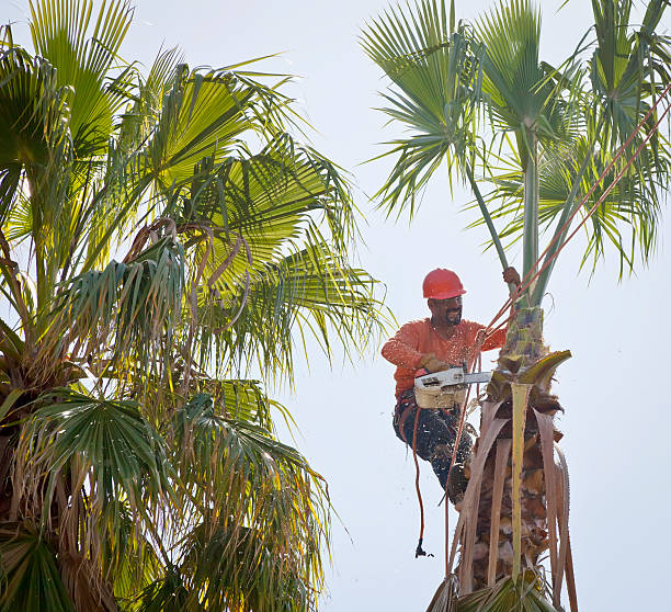 Best Palm Tree Trimming  in Marion, OH