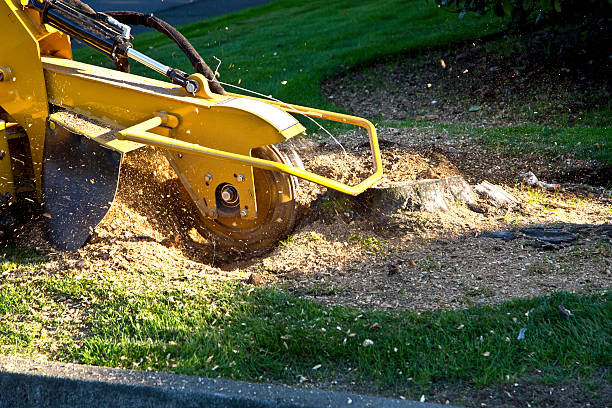 Best Hedge Trimming  in Marion, OH