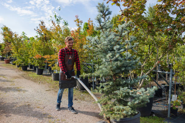 Best Tree Cabling and Bracing  in Marion, OH