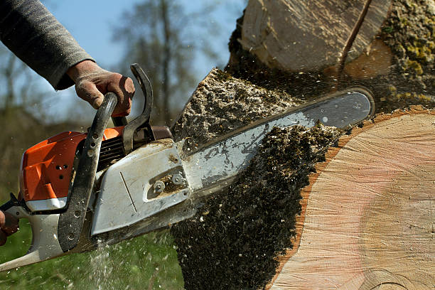 Best Tree Health Inspection  in Marion, OH