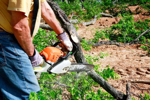 Best Tree Planting  in Marion, OH